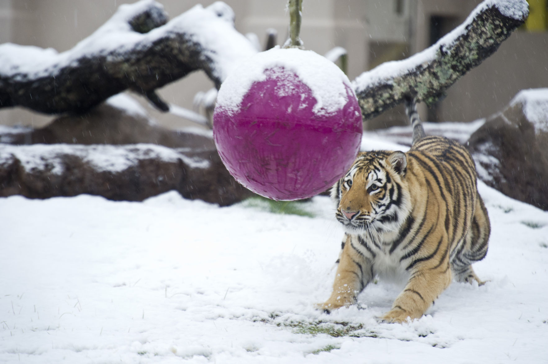 BR.snowdayjb 013.JPG